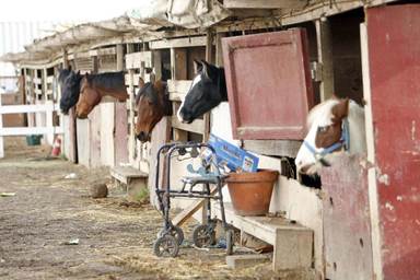 Image result for horse stable richmond