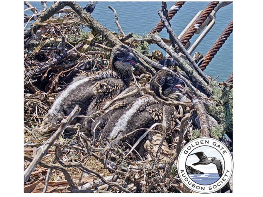 Whirley and Rivet - Offspring of Richmond and Rosie Osprey 6-1-2017 copy