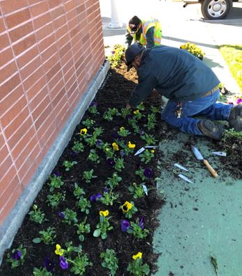 Replanting of annuals around marquee