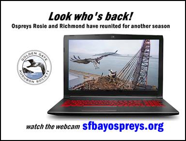 0601-Ospreys Return