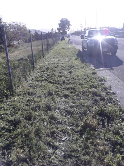 Weed abatement (Marina)
