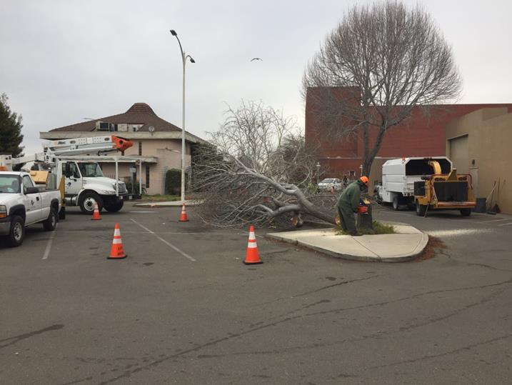Empolyment & Training tree removal