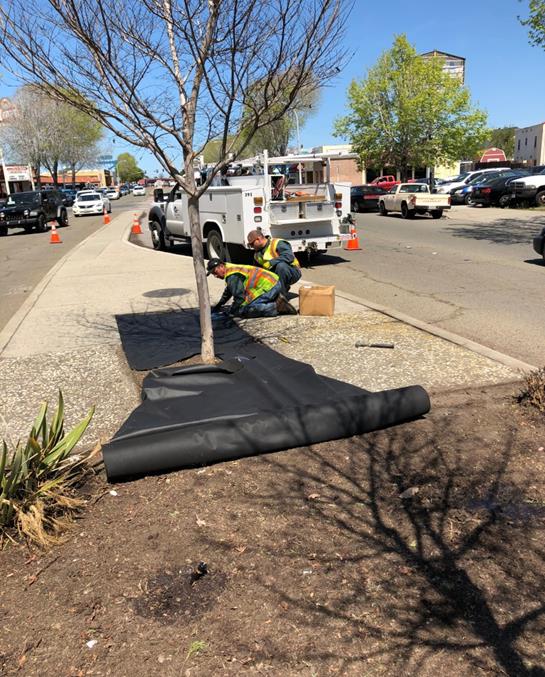 San Pablo Ave median mulching