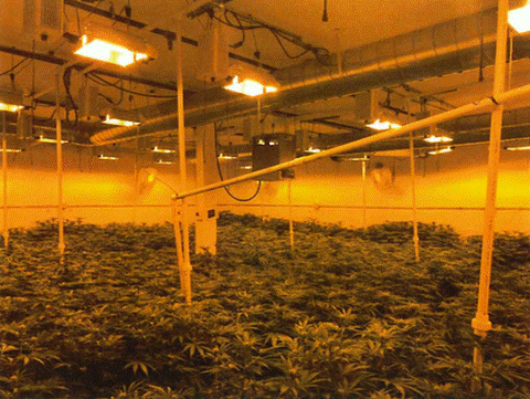 The city red-tagged the illegal cannabis grow at 1170 Hensley Street, but it continued to operate.