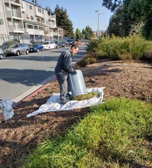 Hand Pulling Weeds at Melville SQ