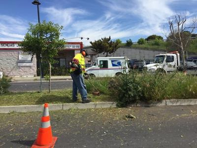 Macdonald Ave_Median Weeding 1